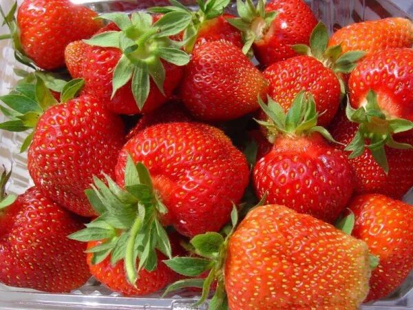 Клубника фейт описание сорта фото отзывы Купить земляника сельва ремонтантная р-9 в Москве и МО с самовывозом. Артикул 05