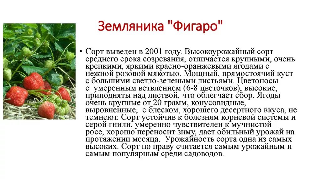 Клубника фигаро описание сорта фото Каталог 2019. Ремонтантные сорта. Клубника - презентация онлайн