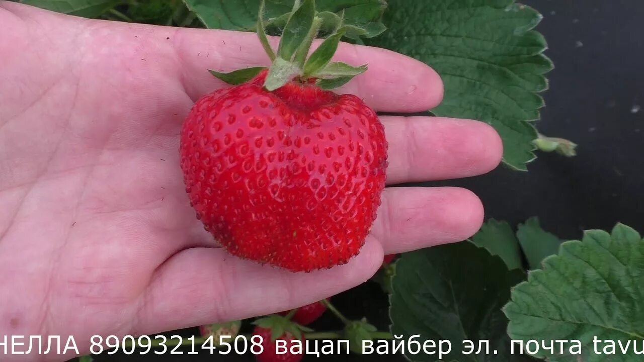 Клубника финелла описание сорта фото отзывы садоводов ФИНЕЛЛА "Fenella" позднеспелый сладкий сорт. - YouTube