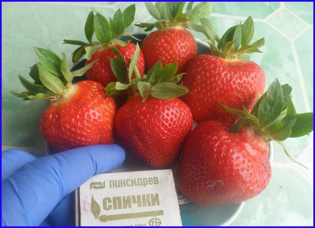 Клубника финелла описание сорта фото отзывы садоводов Купить Клубника Fenella (рассада) - Тюльпаны к 8 марта 2022г - БотаникШоп Смолен
