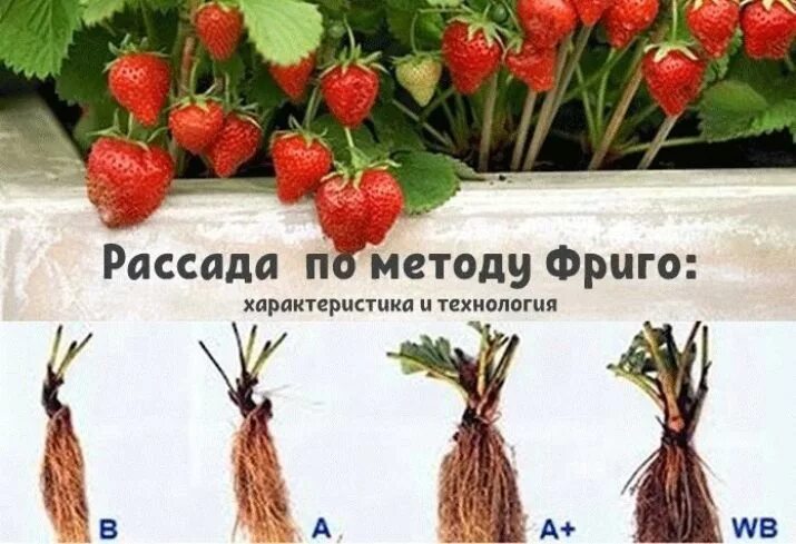 Клубника фриго фото Клубника Фриго: основные особенности выращивания