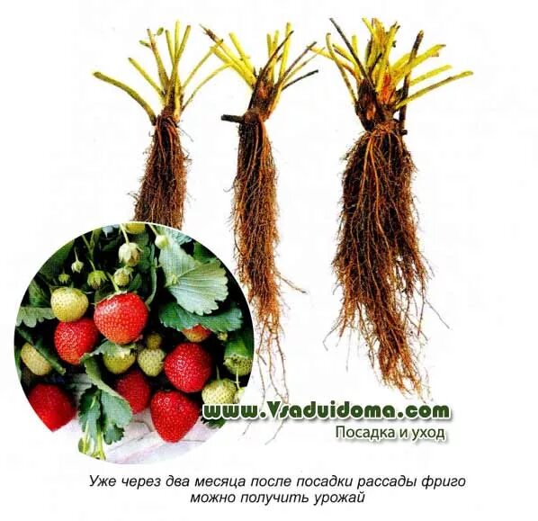 Клубника фриго фото Frigo strawberry seedlings - how to grow? A site about a garden, a summer reside
