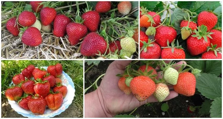 Клубника галя чив фото ✅ Strawberry Galya Chiv: variety description and characteristics, planting and c