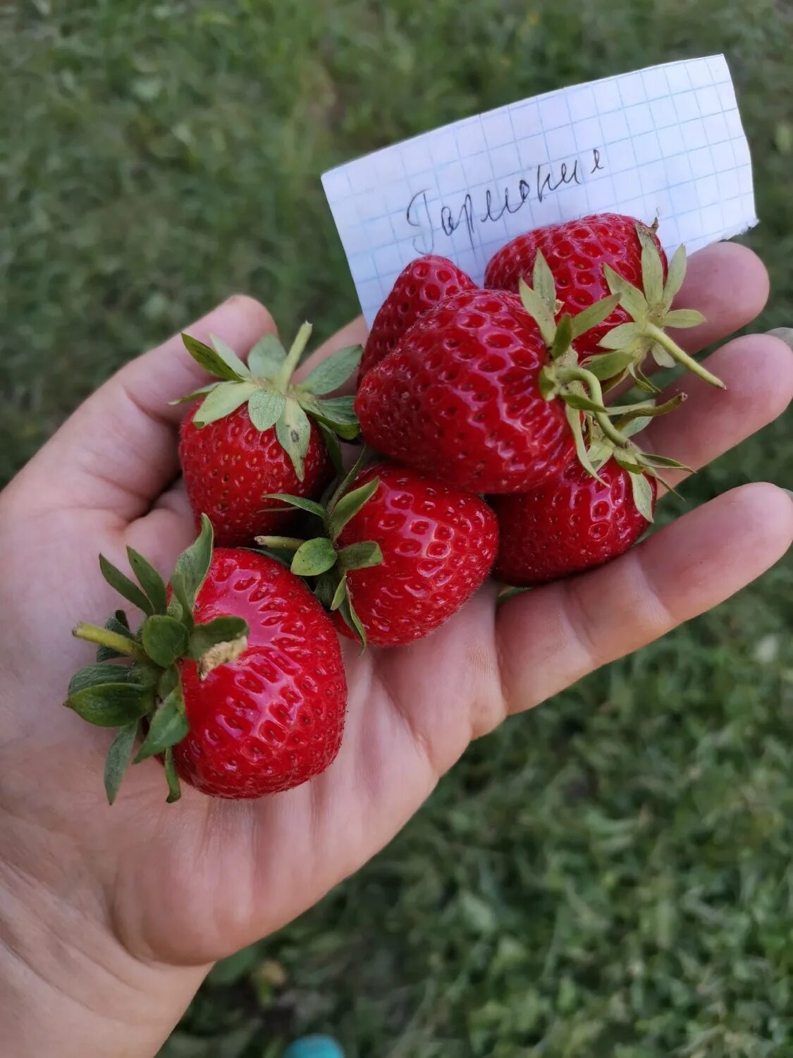 Клубника гармония описание сорта фото Мурано клубника куст: Фотографии и советы по уходу Эко-фокус Фотогалерея природы