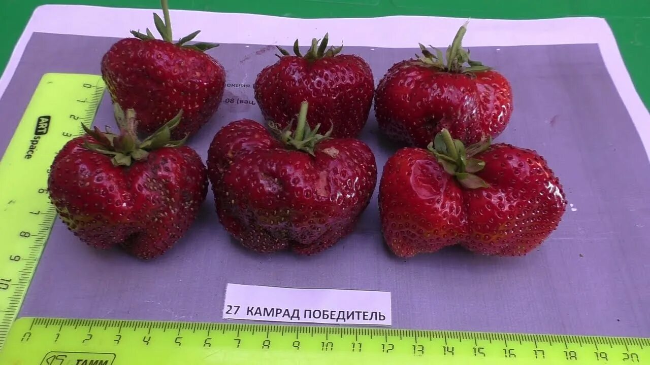 Клубника гигант джорнея описание сорта фото КАМРАТ ПОБЕДИТЕЛЬ сорт клубники гигант. - YouTube