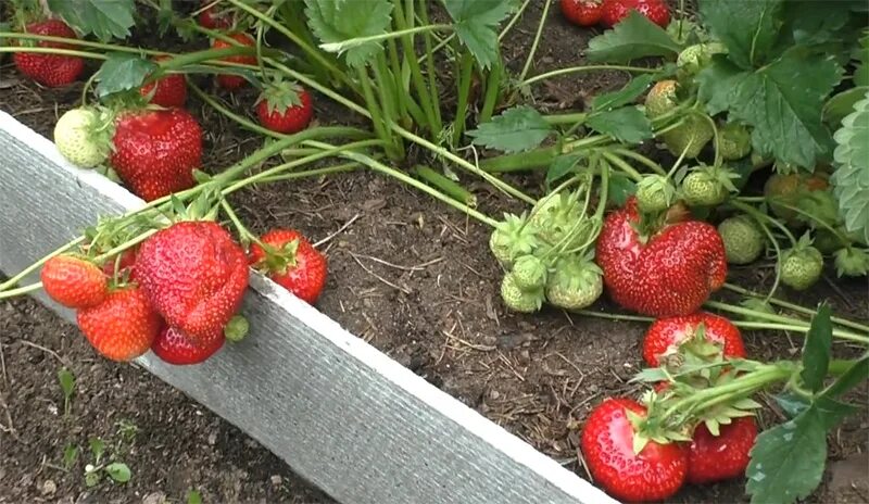 Клубника гигант джорнея описание сорта фото Купить саженцы Клубника Гигант Джорнея в питомнике. Для сорта Клубника Гигант Дж