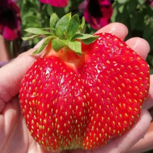 Клубника гигант джорнея описание сорта фото ранний сорт клубники Внучка