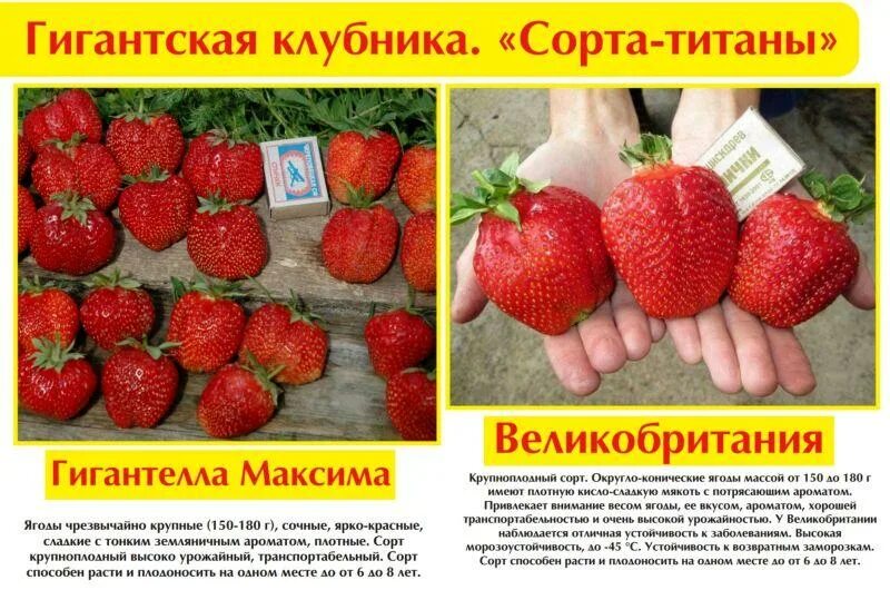 Клубника гигант джорнея описание сорта фото Как вырастить гигантскую клубнику-долгожителя? Lifestyle Селдон Новости