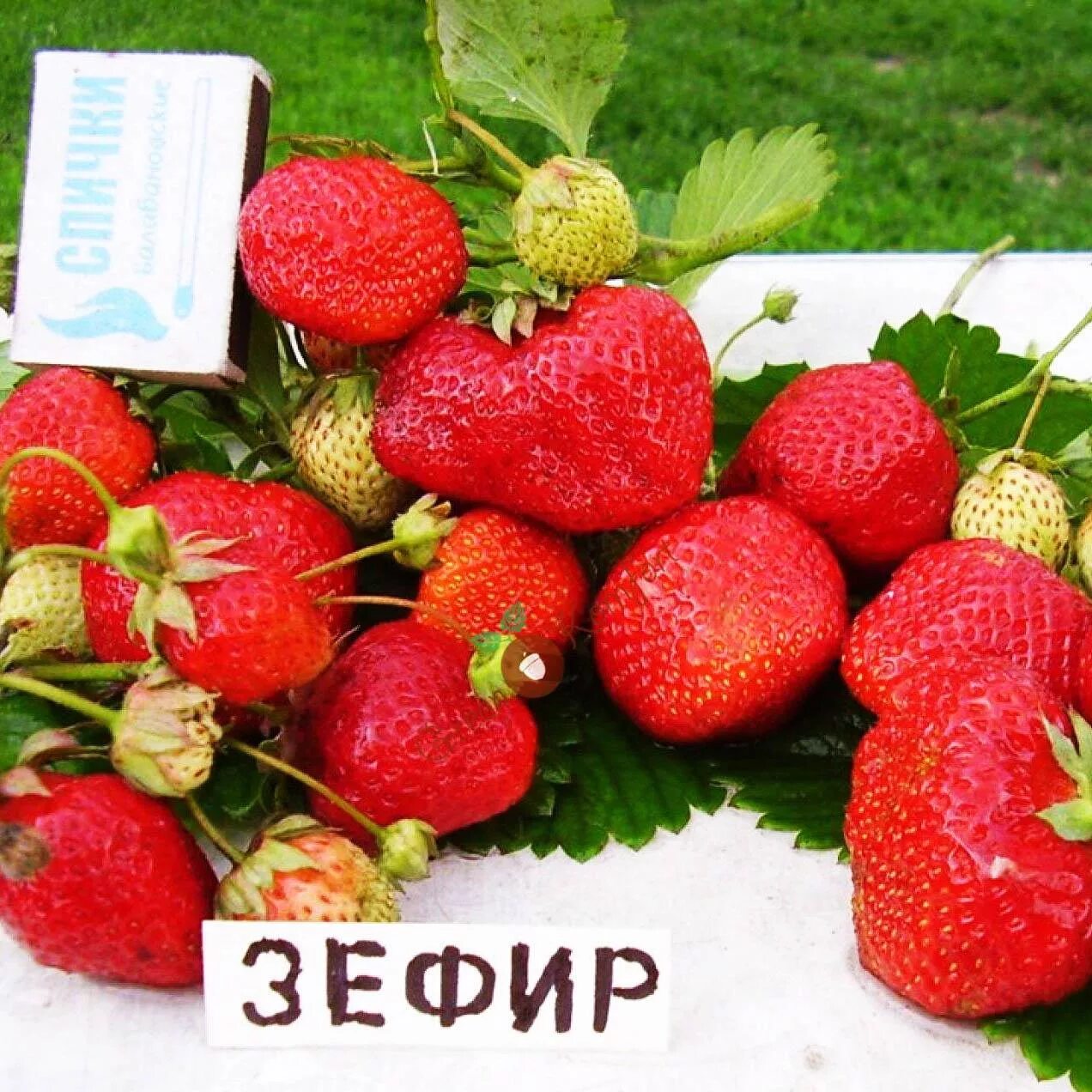 Клубника гулливер описание сорта фото отзывы садоводов Земляника Зефир купить саженцы в интернет магазине Сады-Эдема