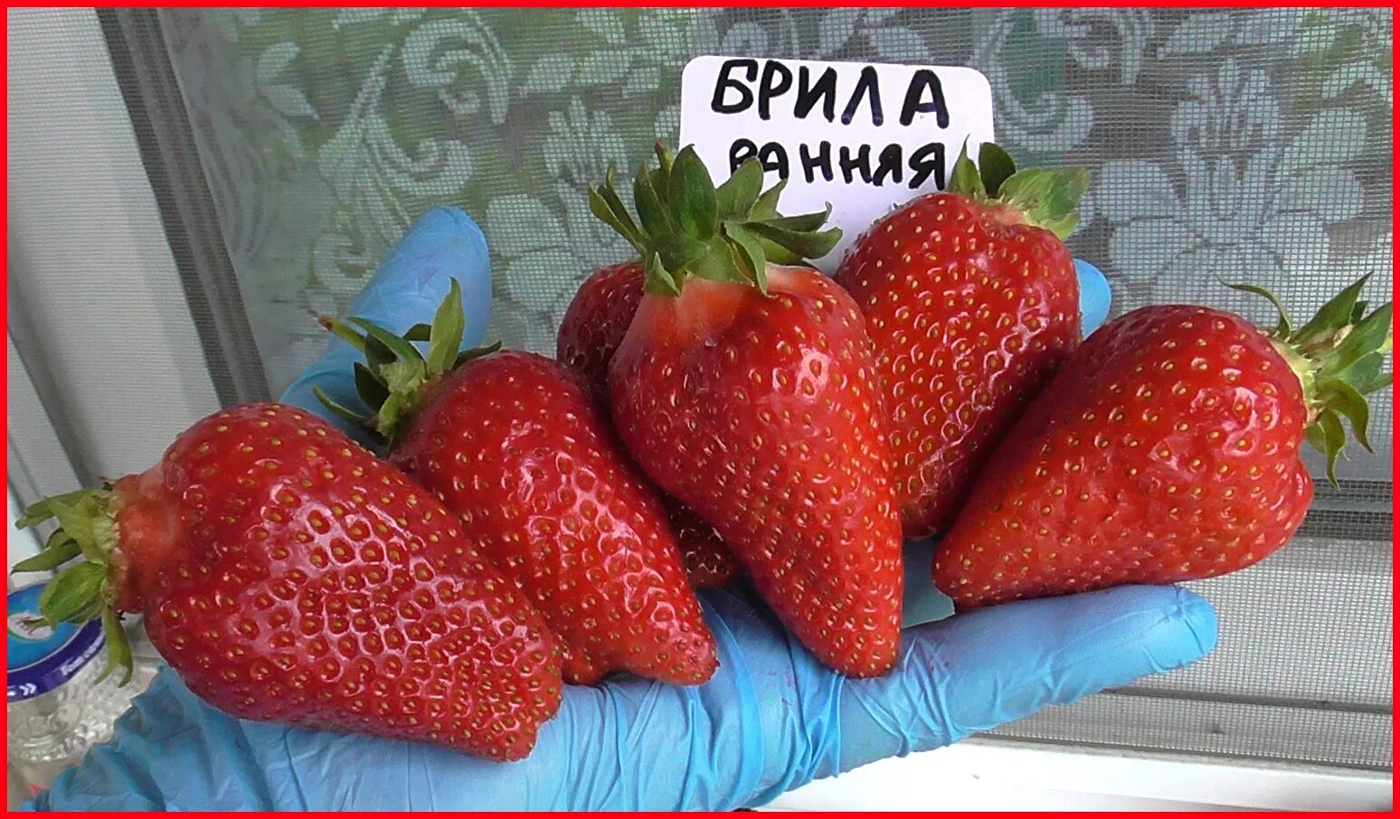 Клубника гулливер описание сорта фото отзывы садоводов Земляника садовая крупноплодная Брилла, 5 семян Дачная Коллекция