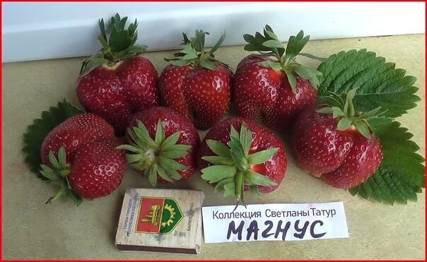 Клубника гулливер описание сорта фото отзывы садоводов Фотографии на стене сообщества - Фотография 1 127 из 1305 ВКонтакте