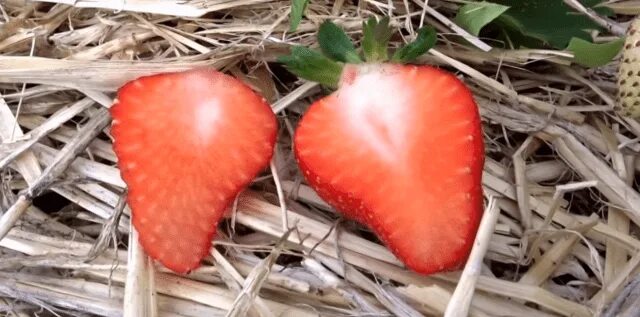 Клубника ирма фото Strawberry variety Irma - Healthy Food Near Me