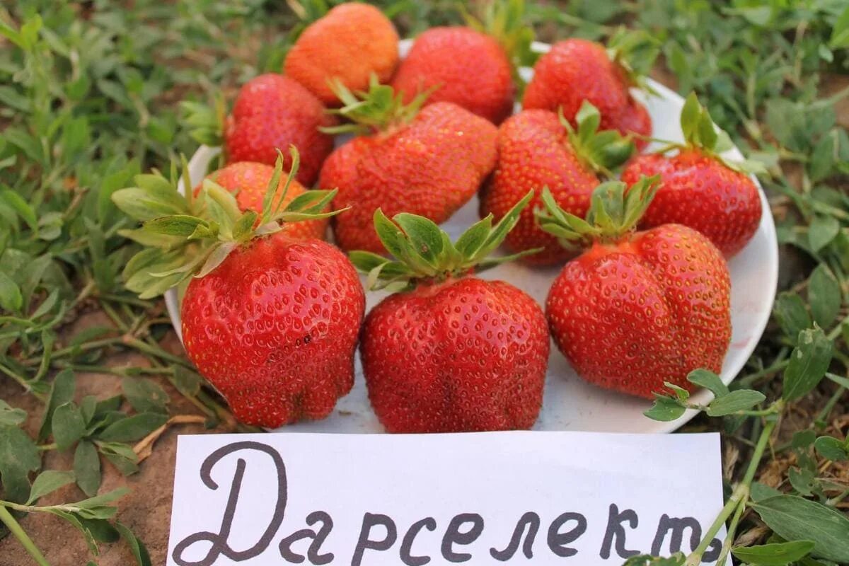 Клубника избранница описание сорта фото отзывы садоводов Купить Клубника Дарселект саженцы в Москве по цене от 90 рублей за рассаду из пи