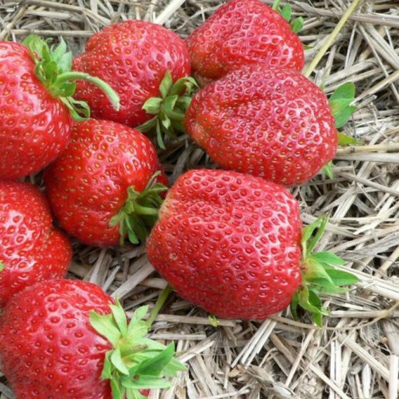 Клубника избранница описание сорта фото отзывы садоводов Купить саженцы Клубника Симфония в Москве по цене 95 р. с доставкой в Подмосковь