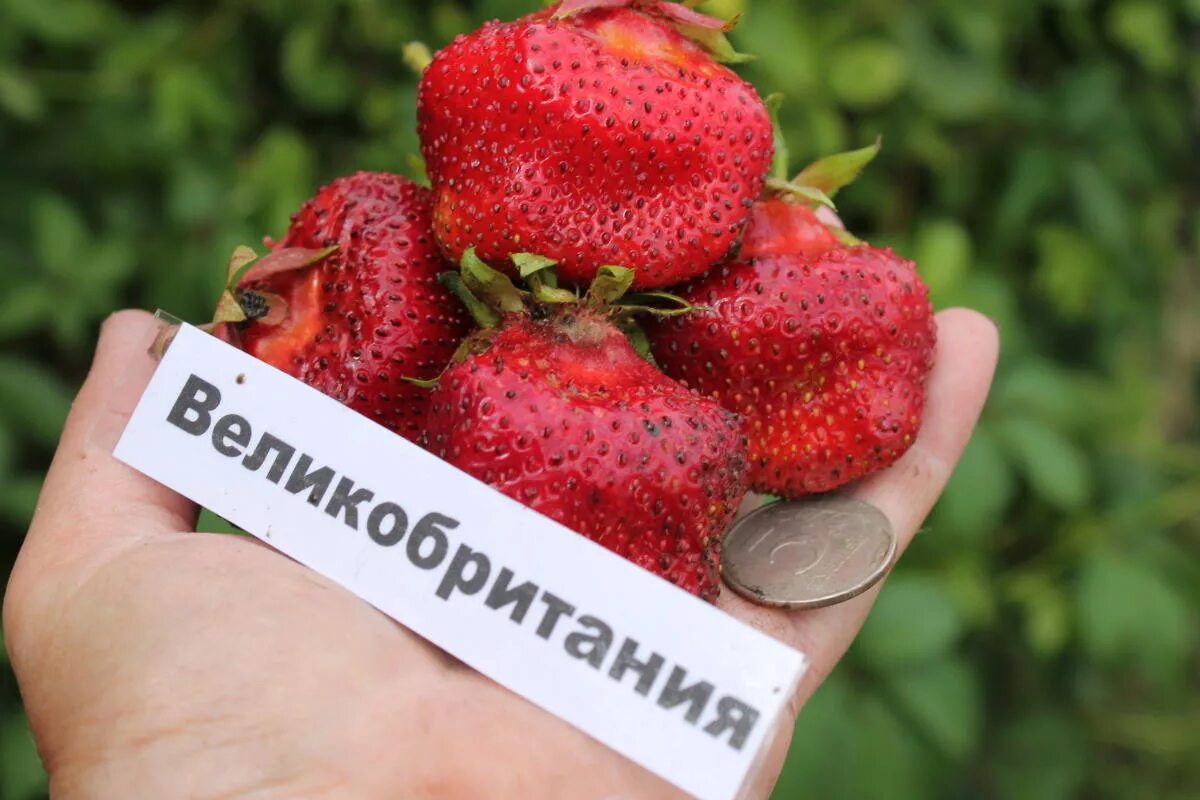 Клубника избранница описание сорта фото отзывы садоводов Земляника садовая крупноплодная Великобритания (5 семян) Дачная Коллекция