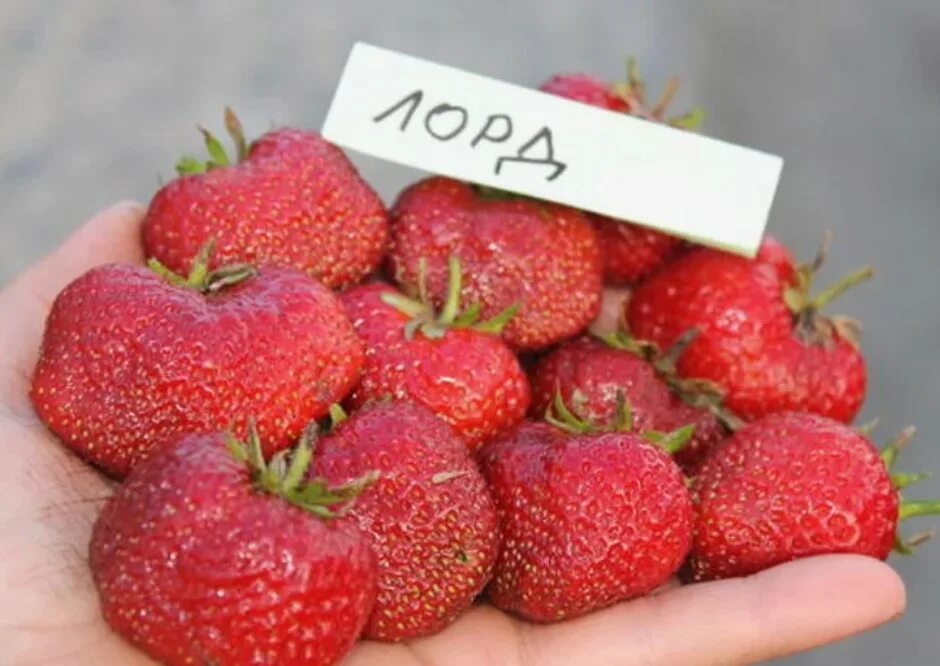 Клубника избранница описание сорта фото отзывы садоводов Земляника Лорд (среднепоздний срок) № 112 * Цветник54