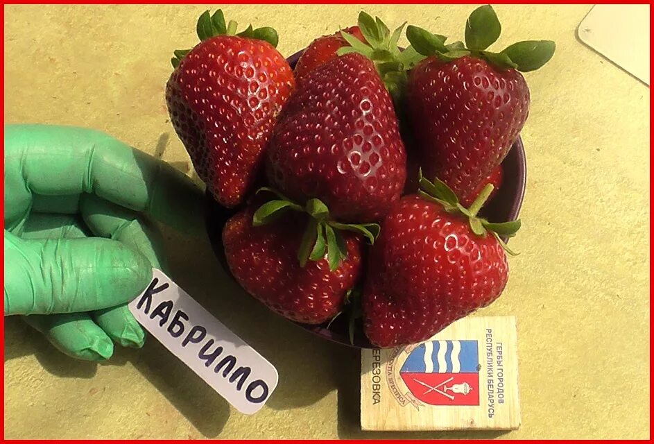 Клубника кабрилла фото Земляника садовая крупноплодная Кабрилло(Cabrillo),1 саженец в контейнере Дачная