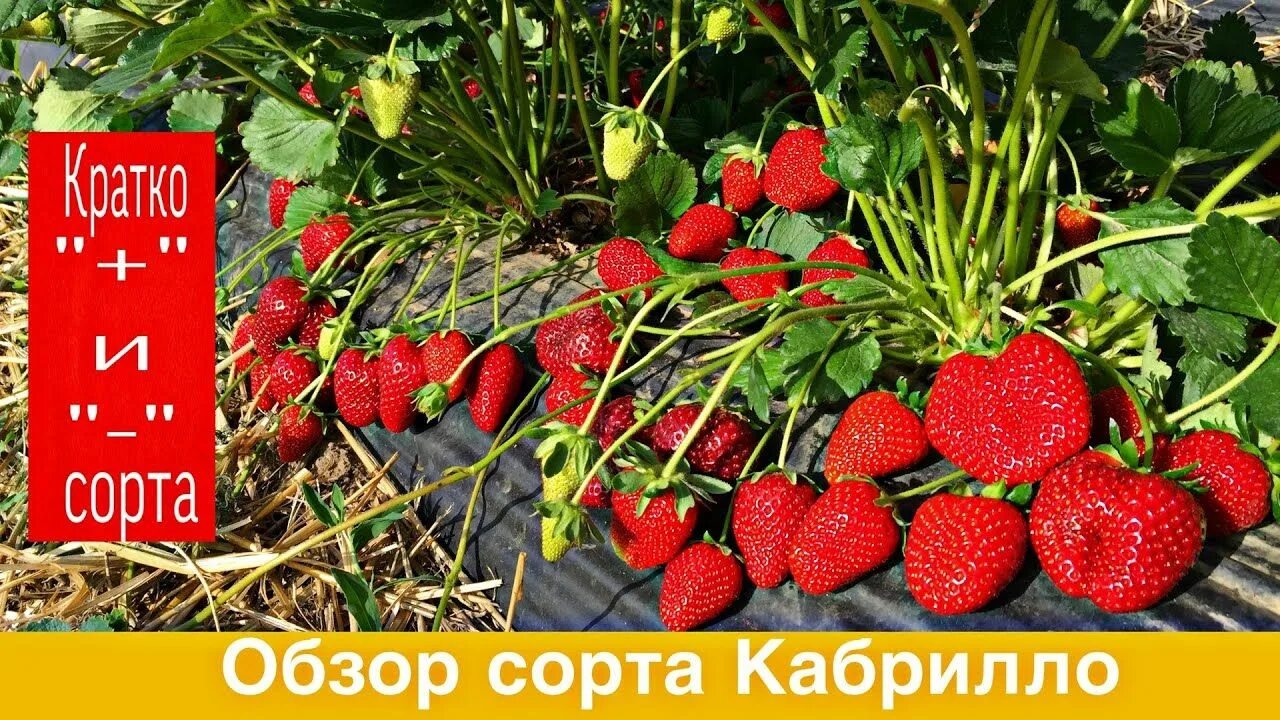 Клубника кабрилло фото Обзор сорта клубники Кабрилло