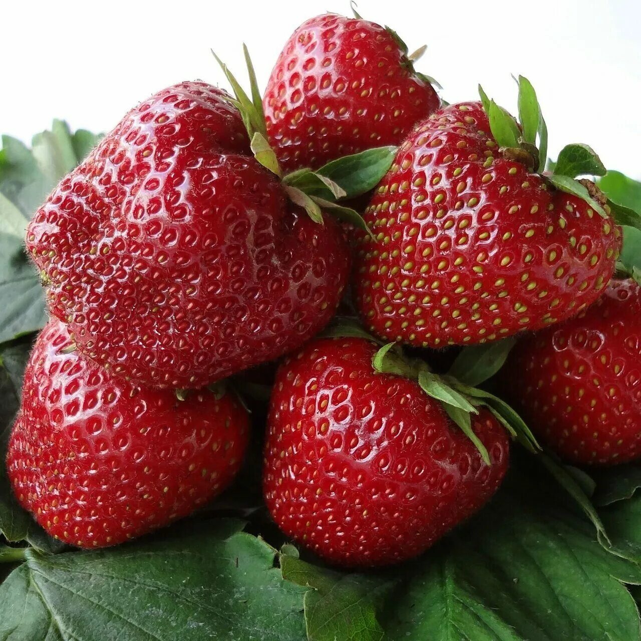 Клубника кабрилло фото Купить Земляника садовая Кабрилльо - Земляника - GardenPlants