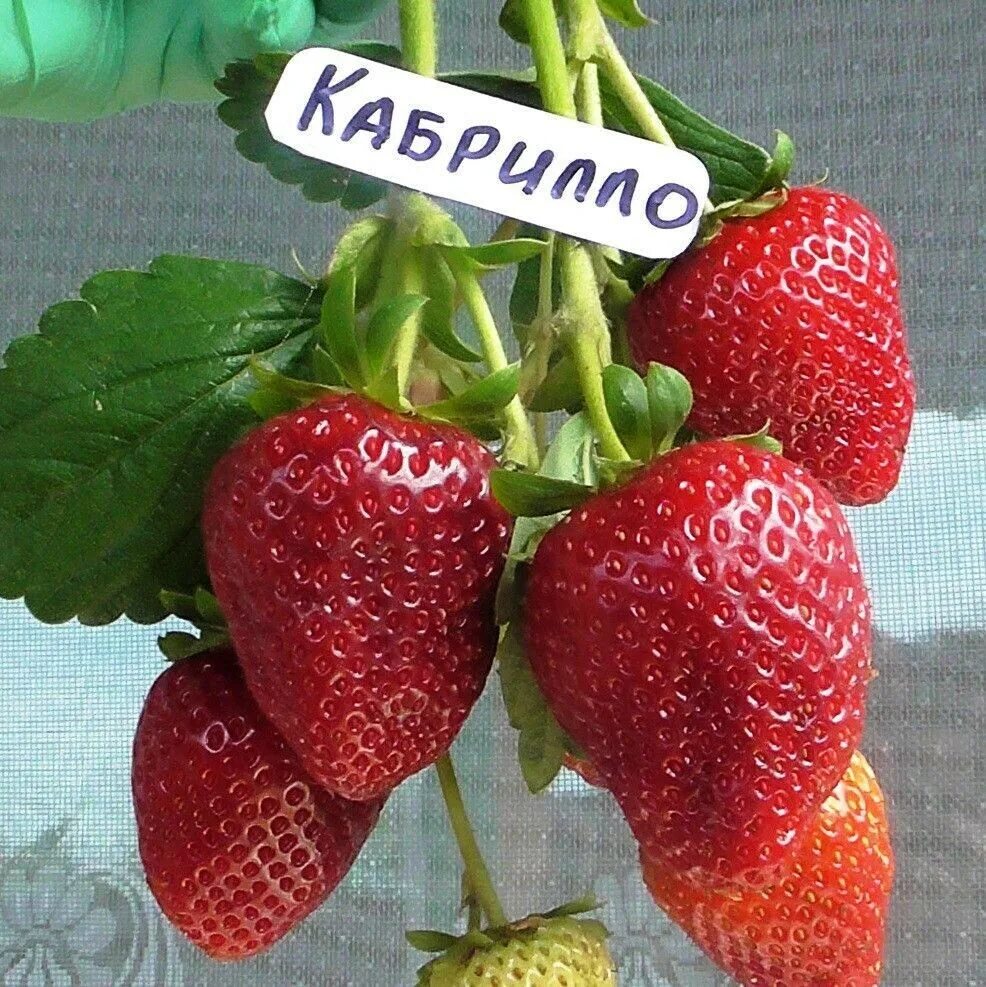 Клубника кабрилло фото Кабрилло 6шт( кассета) 350 руб.