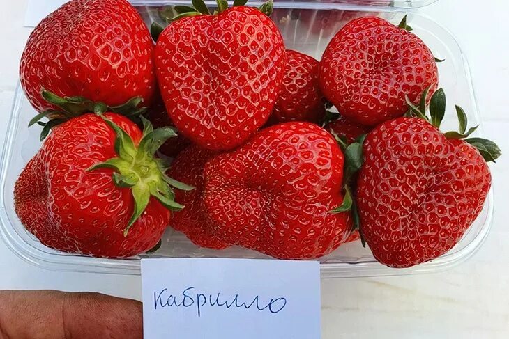 Клубника кабрилло фото Сорта ремонтантной клубники: 55 фото и 20 описаний