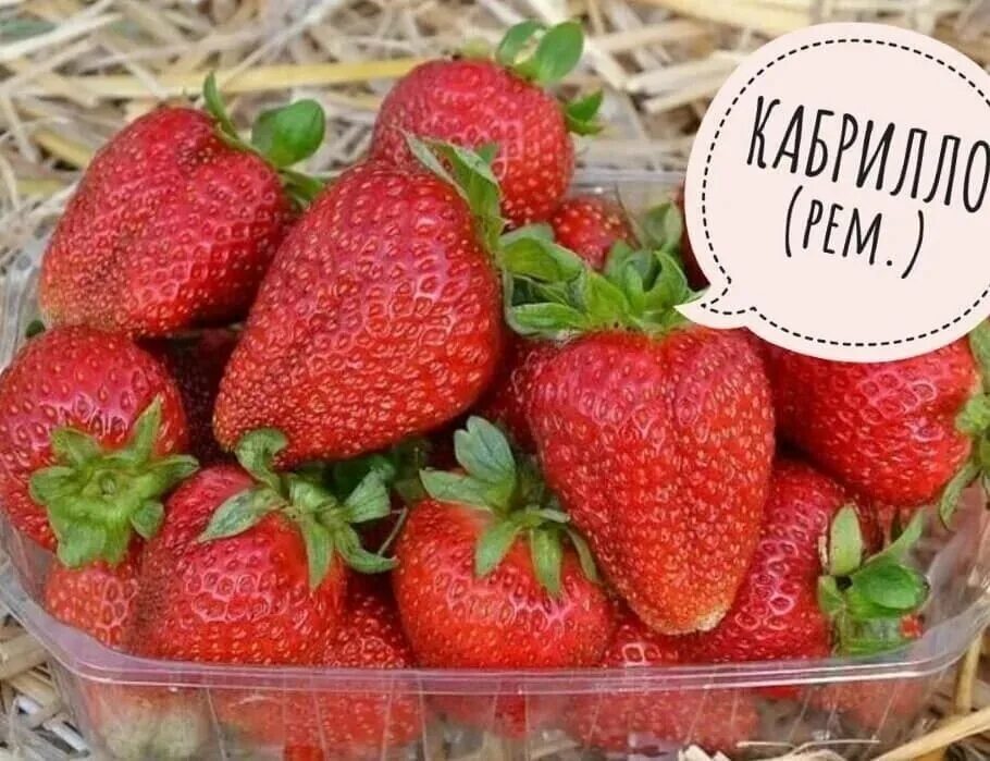 Клубника кабрилло фото Саженец,8шт - купить с доставкой по выгодным ценам в интернет-магазине OZON (140