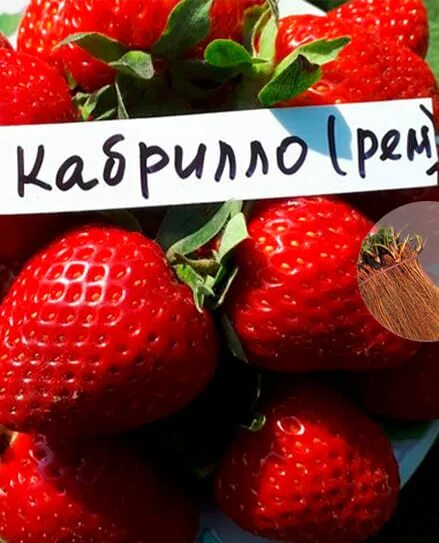Клубника кабрилло фото КЛУБНИКА КАБРИЛЛО