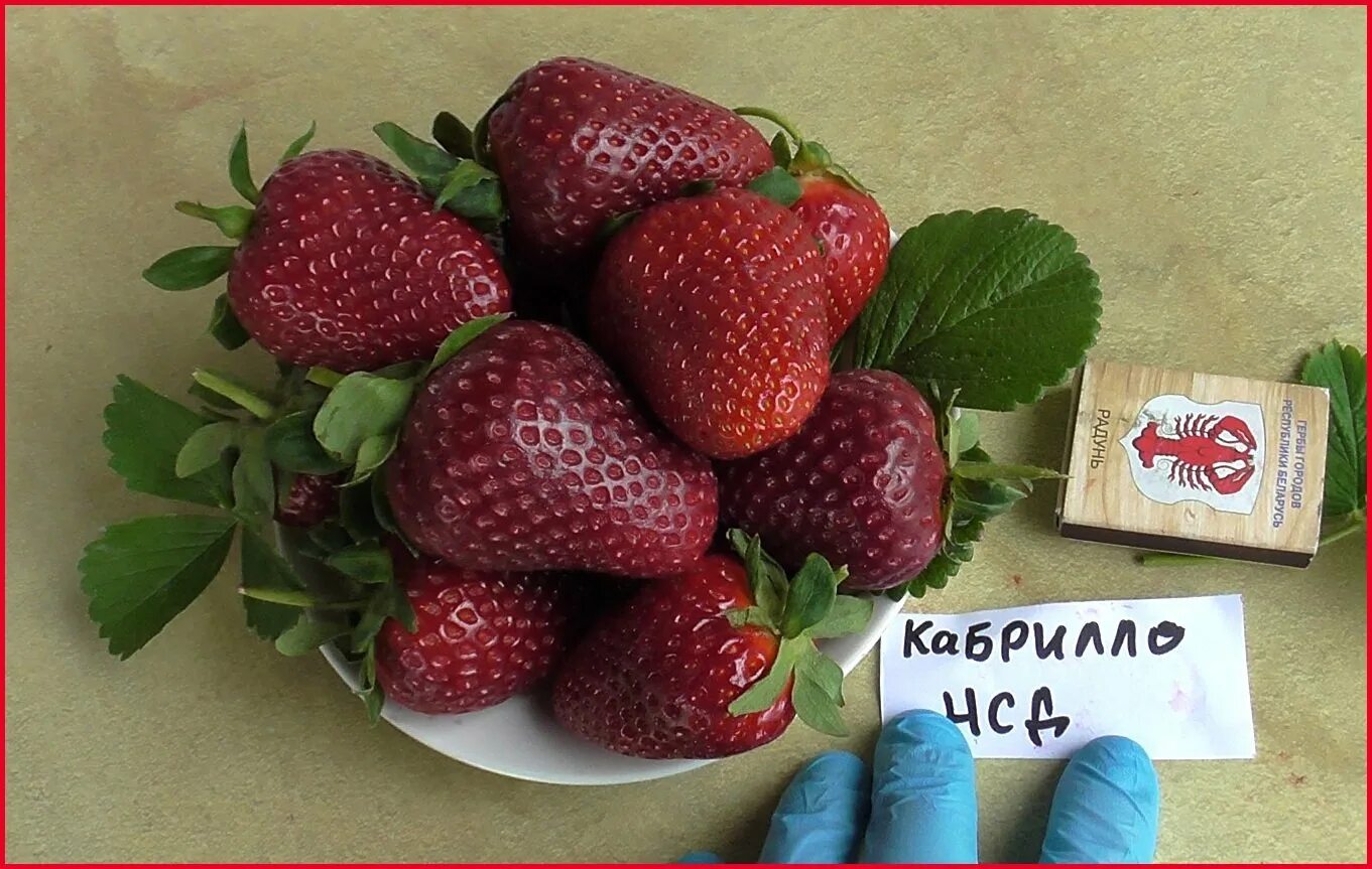 Клубника кабрильо описание сорта фото отзывы Клубника кабрилло описание сорта отзывы фото - DelaDom.ru