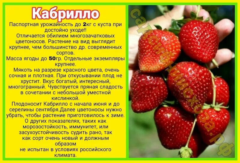 Клубника кабрильо описание сорта фото отзывы Кабрилло :: сад СибНИИСХоза