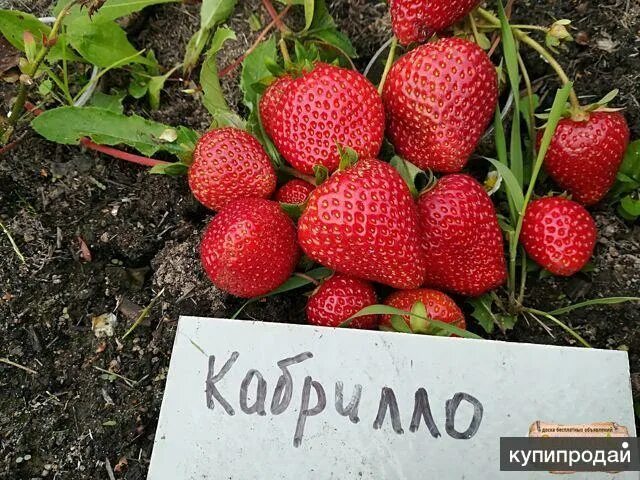 Клубника кабрильо описание сорта фото отзывы Рассада клубники в Саках