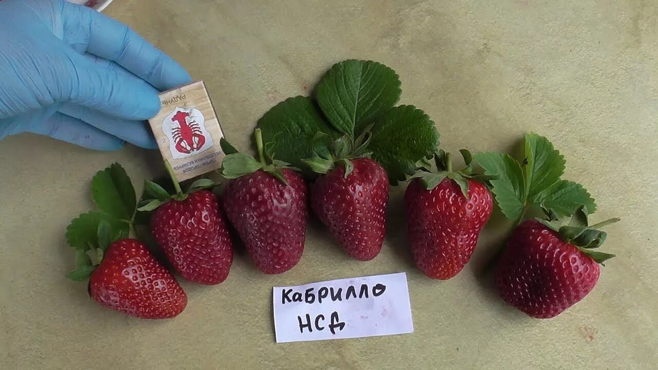 Клубника кабрильо описание сорта фото отзывы Купить рассаду клубники Кабрилло за 290 руб. в интернет магазине Клубничная поля