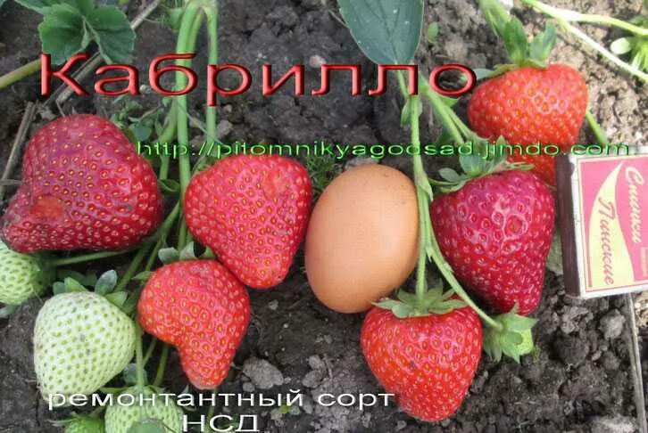 Клубника кабрильо описание сорта фото отзывы Земляника Садовая Кабрилло: красочные фото Зеленый рай Фотогалерея природы на di
