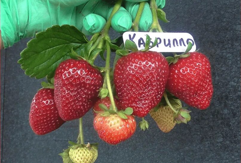 Клубника кабрильо описание сорта фото отзывы Клубника Кабрилло: описание сорта и его полный обзор Дачник.RU Дзен