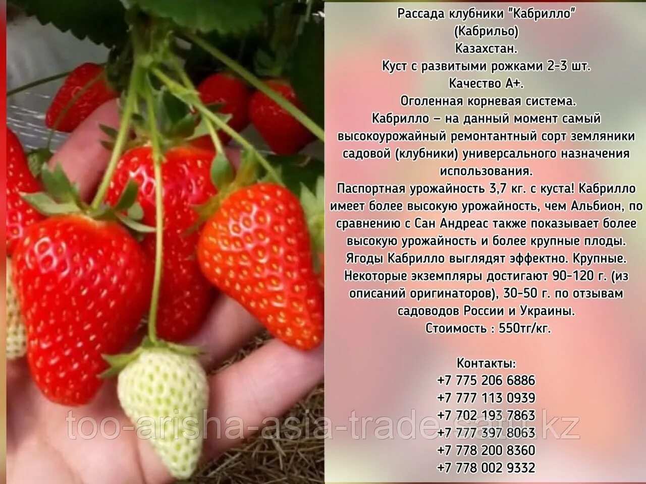 Клубника кабрильо описание сорта фото отзывы Рассада клубника "Кабрилло" (Кабрильо) Казахстан: продажа, цена в Есике. Семена 