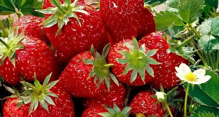Клубника кама описание сорта фото Pin on Képek Fruit, Strawberry, Food