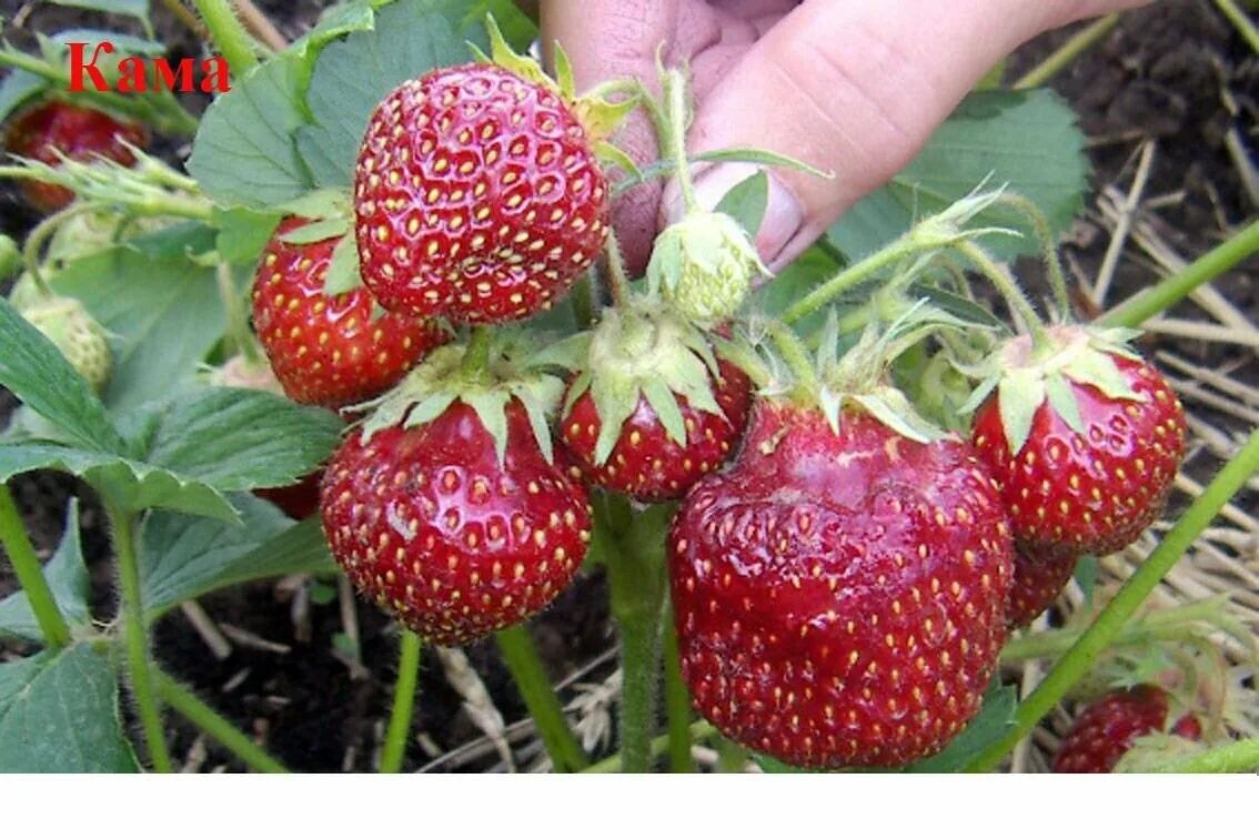 Клубника кама описание сорта фото 7 вкусных cортов клубники для российских регионов Дачный жук Дзен