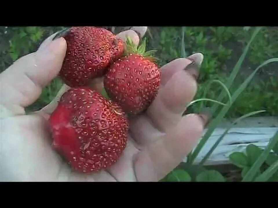 Клубника кама описание сорта фото Суперранний сорт клубники Kama - Кама Клубника, Огород