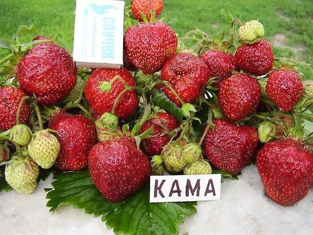 Клубника кама описание сорта фото Клубника Кама купить в Москве, растения по цене от 490 руб. в питомнике и интерн