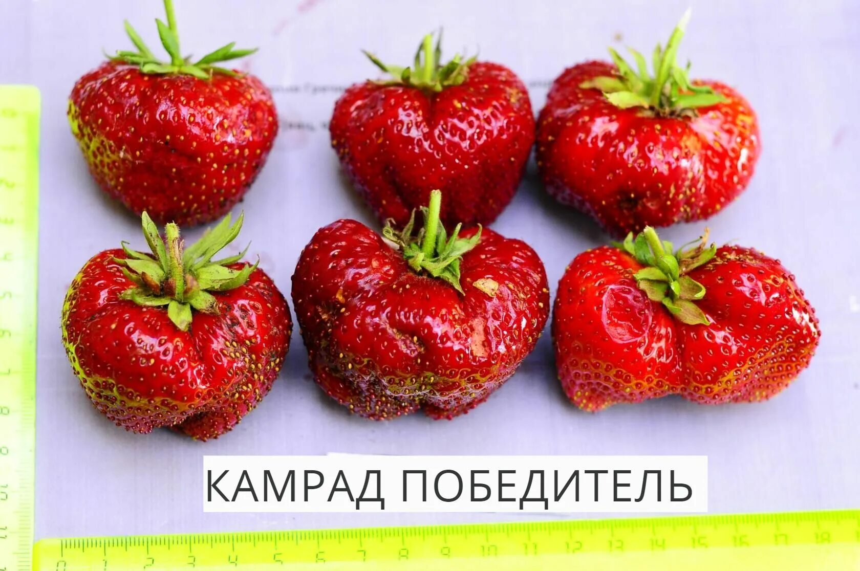 Клубника камрад победитель описание фото Клубника Комрад Победитель: фото Природная галерея Фотогалерея природы на dia-lo