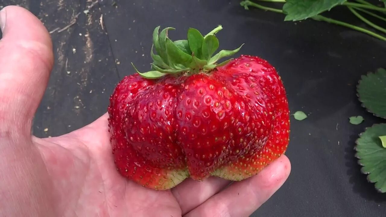 Клубника камрад победитель описание фото Вкуснейшая земляника Камрад -Победитель в Омске на 30.06.2019! - YouTube
