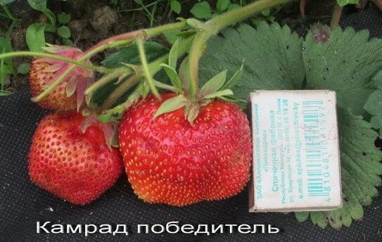 Клубника камрад победитель описание фото Парад земляничных "тяжеловесов" - Цунаки, Камрад победитель, Братина Болгарская 