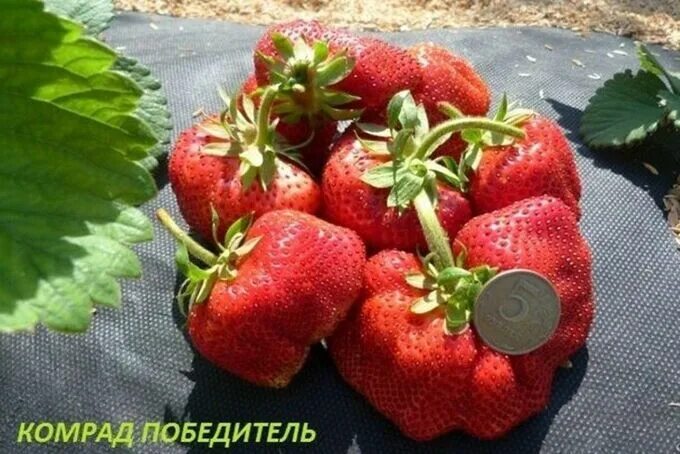 Клубника камрад победитель описание фото Земляника садовая Камрад победитель Цветочный сад! Семена, саженцы. Семена