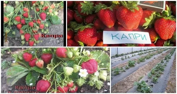 Клубника капри фото ✅ Strawberry Capri: variety description and characteristics, planting and cultiv