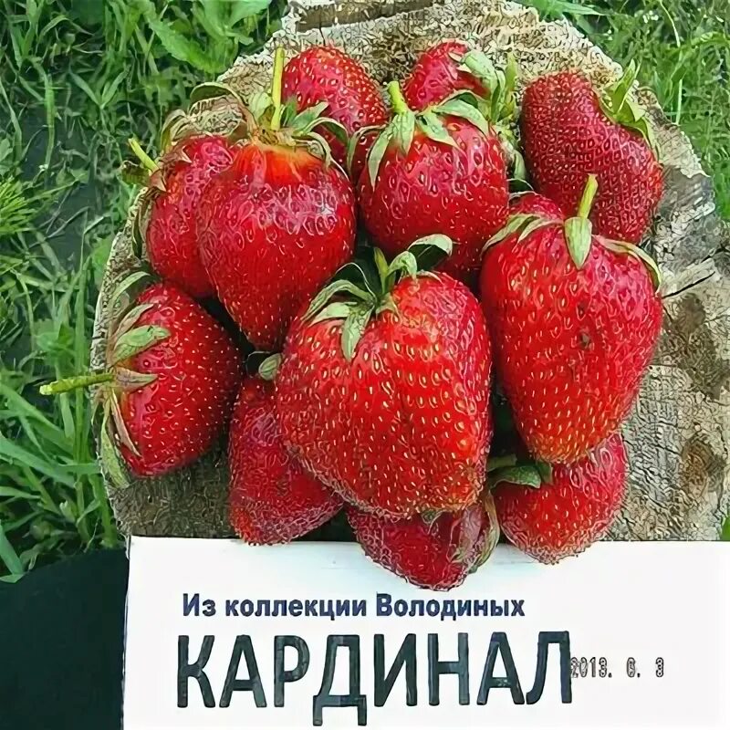 Клубника кардинал фото и описание сорта Купить плодово ягодные саженцы - Сорта почтой Каталог "Сады-Крыма"