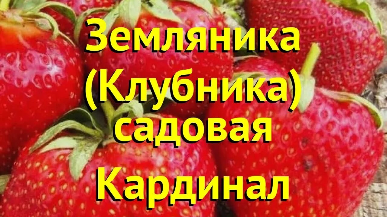 Клубника кардинал описание сорта фото отзывы Земляника садовая Кардинал. Краткий обзор, описание характеристик fragaria anana