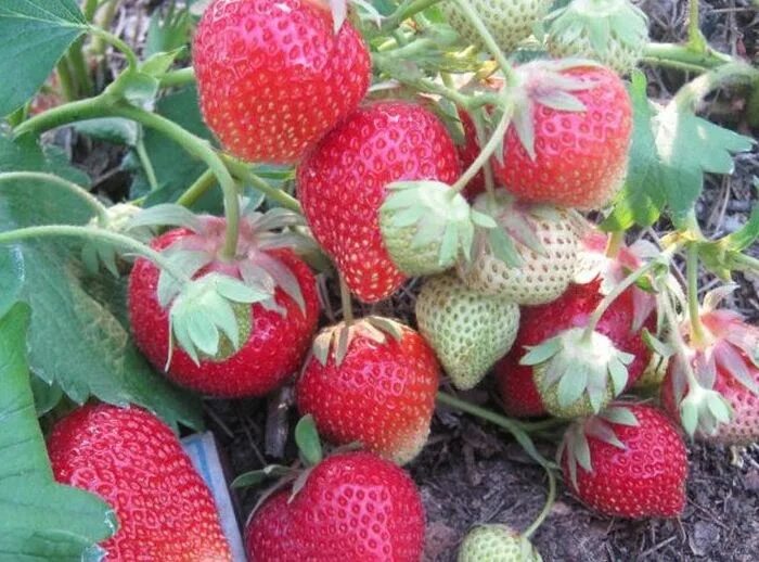 Клубника кармен описание сорта фото отзывы Семена Лук репчатый Пингвин: описание сорта, фото - купить с доставкой или почто