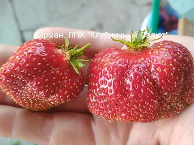Клубника кармен описание сорта фото отзывы Клубника сорт Кармен - описание, посадка, уход, отзывы