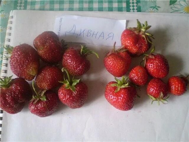 Клубника кармен описание сорта фото отзывы Клубника Кармен: описание сорта, фото, отзывы