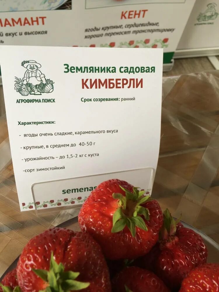 Клубника кимберли описание сорта фото отзывы садоводов Отзывы кимберли описание сорта фото отзывы: найдено 89 картинок