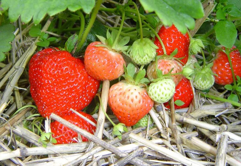 Клубника кимберли описание сорта фото отзывы садоводов Kimberly ® - Strawberryplants - Strawberry - Vissers Plant Innovators